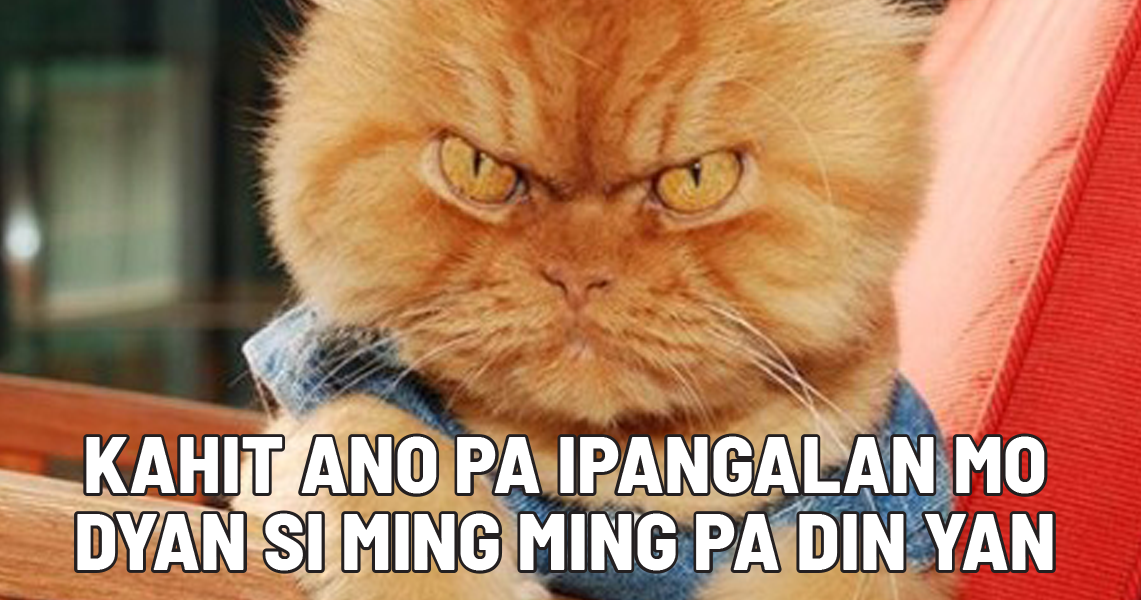 5 Famous Internet Cats (And One Pinoy Everycat We All Know)